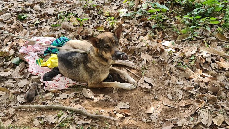 Dong Thap’ta Kuduz Alarmı: Başıboş Köpeğin Isırdığı Domuz İtlaf Edildi