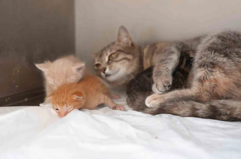 Düzce’de Mucize Devam Etti: Yavru Kedilere Süt Anne Sahip Çıktı