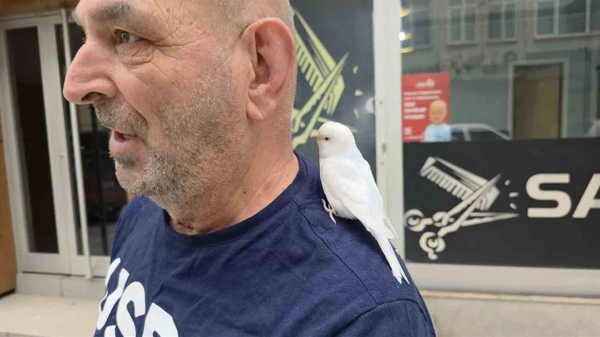 Düzce’de Omzundaki Muhabbet Kuşuyla Gezen Emekli Azmi Kayacı İlgi Odağı Oldu