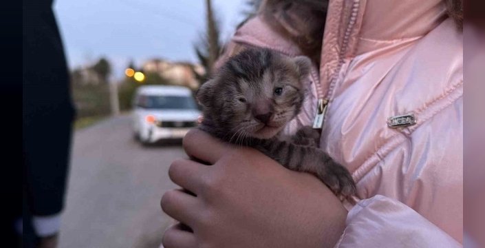 Düzce’de Yürek Isıtan Kurtuluş: İki Yavru Kedi Hayata Döndürüldü