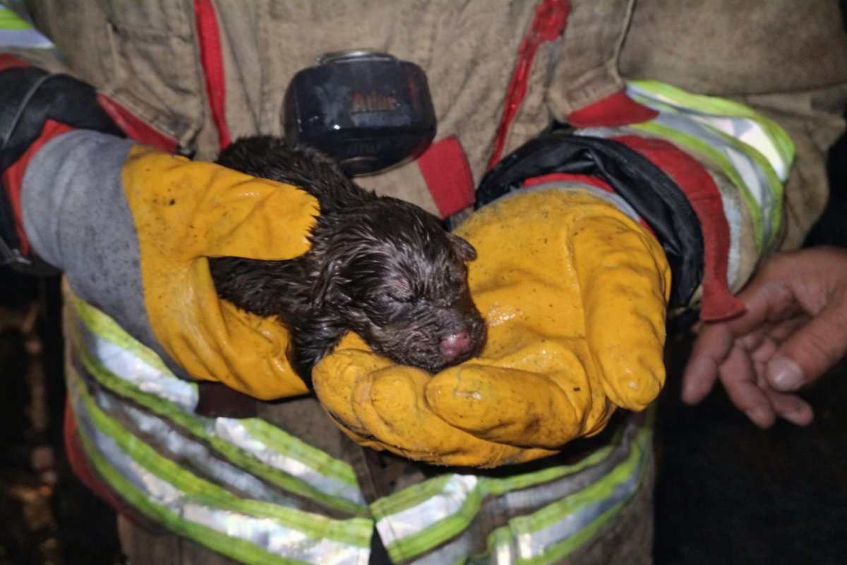 Edirne’de Ev Yangını Faciası: 3 Köpek Hayatını Kaybetti