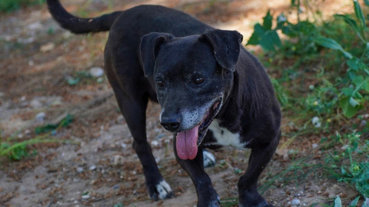 Engelli köpek Paytak sıcak yuvasını bekliyor