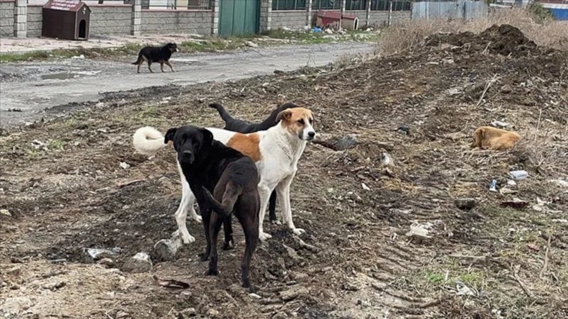 Erzincan'da porsuk ölü bulundu: Başıboş köpek saldırısı iddiası