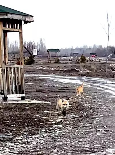 Erzincan’da Sokak Kedisi ile Tilki Yan Yana Görüntülendi