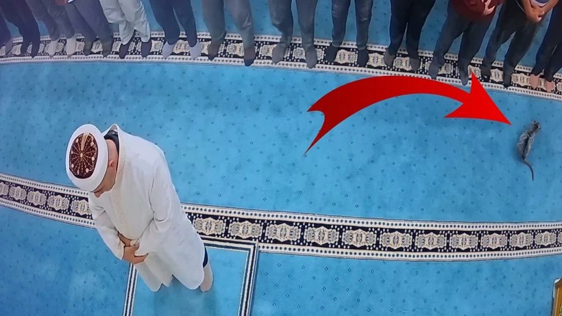 Erzurum’da Camide Kediyi Tekmeleyen Şüpheli Serbest Bırakıldı