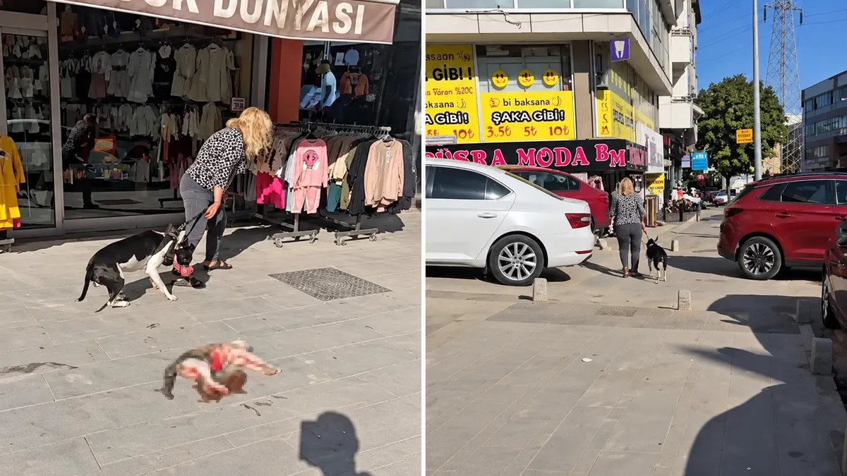 Esenyurt'ta Pitbull Saldırısında Kedi Öldü: Köpek Sahibine 95 Bin TL Ceza
