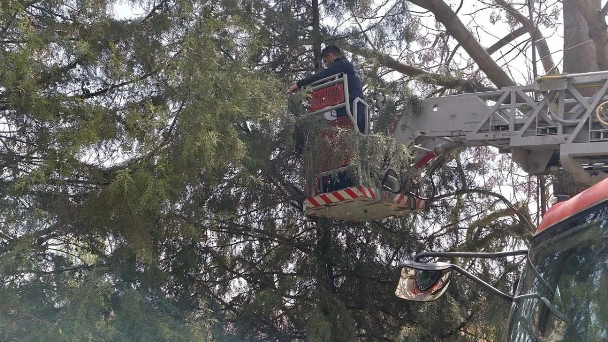 Eskişehir’de ağaca çıkan 3 yavru kedi itfaiye ekiplerince kurtarıldı