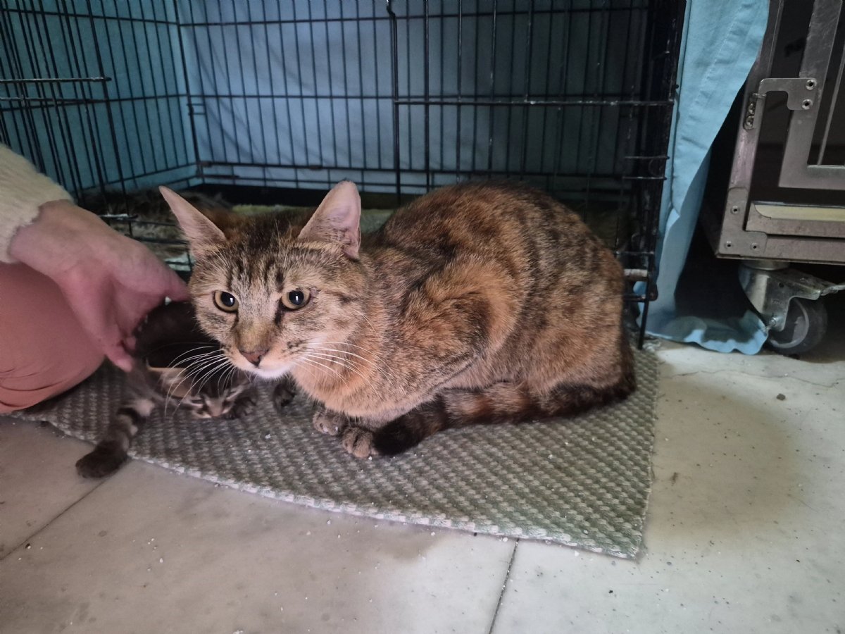 Eskişehir’de Duygulandıran Anlar: Doğumu Yaklaşan Kedi Veteriner Kliniğine Sığındı