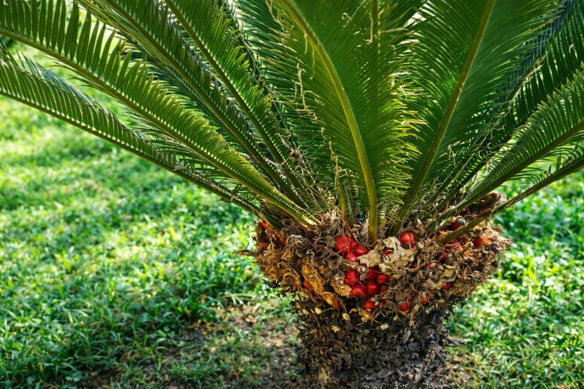 Evcil Hayvan Sahiplerine Kritik Uyarı: Bahçelerdeki Gizli Tehlike Ölüme Yol Açabiliyor