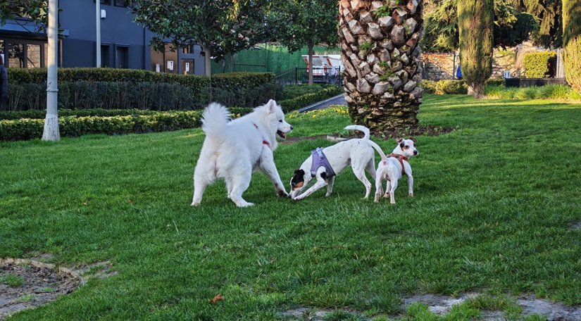 Fındıkzade Yaşam Merkezi Hayvanseverlerin Buluşma Noktası Oldu