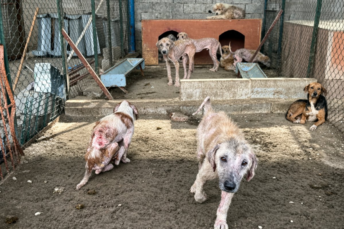 Finike’de Barınak İddiaları Gündemde: Görüntüler Tepki Çekti, Soruşturma Başlatıldı