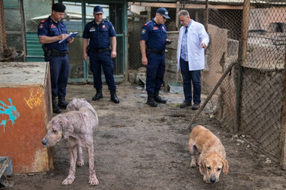 Finike’de Hayvan Rehabilitasyon Merkezi Görüntüleri Tepki Çekti: Savcılık Soruşturma Başlattı