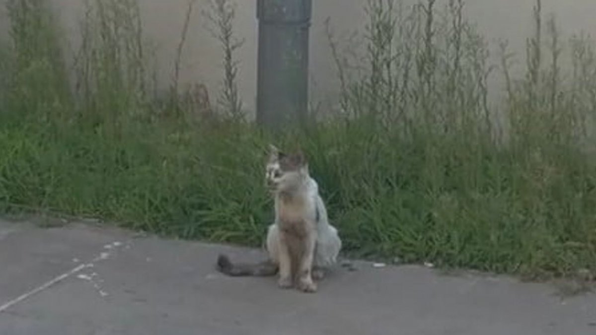 Gaziantep’te 4 Metrelik Boşluğa Düşen Yavru Kedi Kurtarıldı