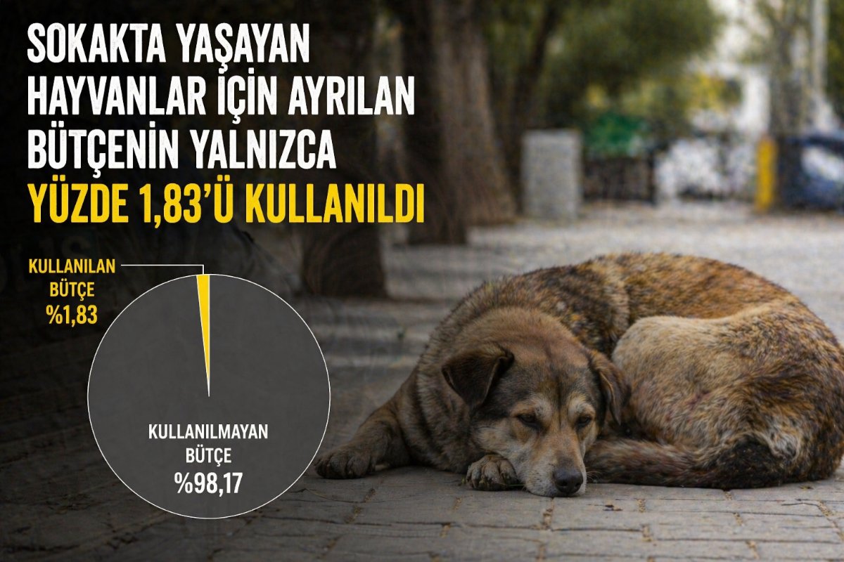 HAKİM: Sokak Hayvanları İçin Ayrılan Bütçenin Yalnızca Yüzde 1,83’ü Kullanıldı