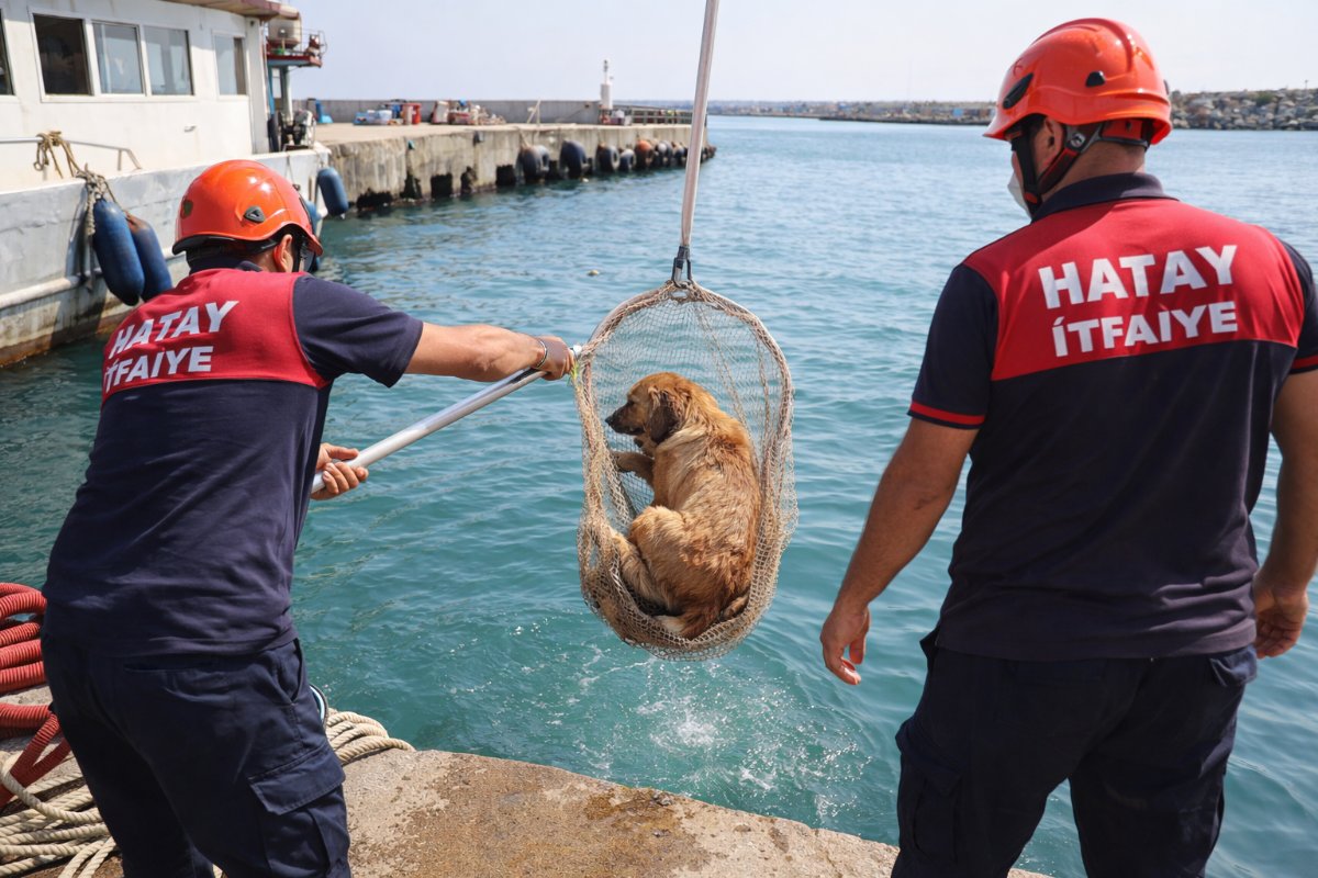 Hatay Dörtyol’da Deniz Havuzuna Düşen Köpeği İtfaiye Kurtardı