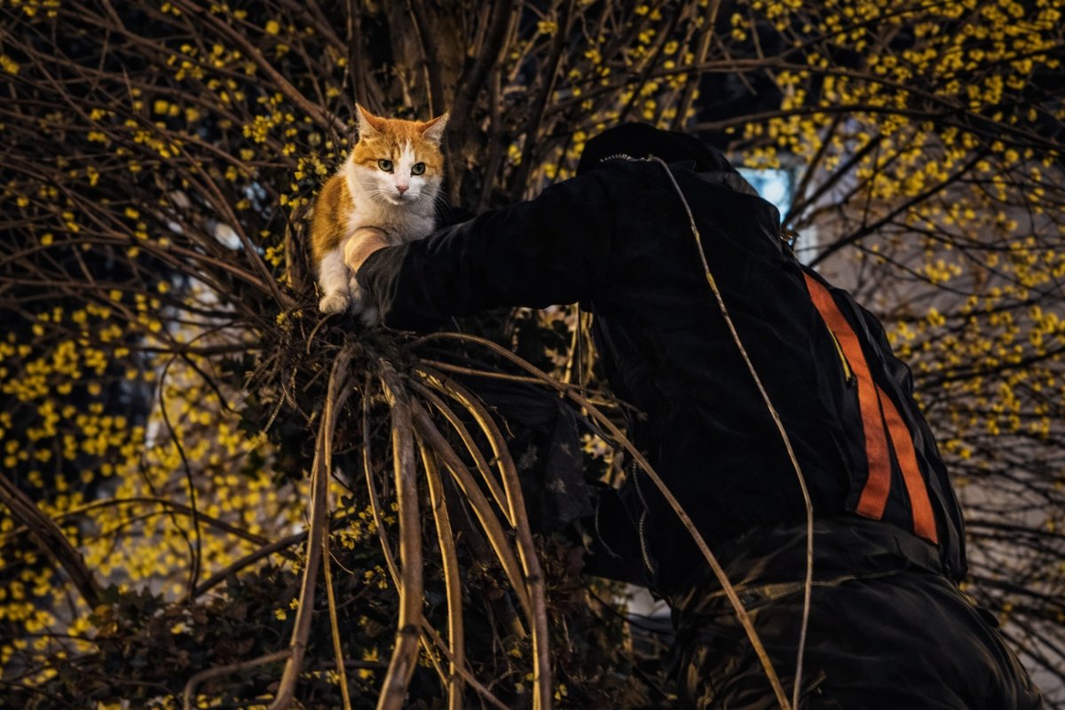 Hatay’da Ağaçta Mahsur Kalan Kedi İtfaiye Tarafından Kurtarıldı