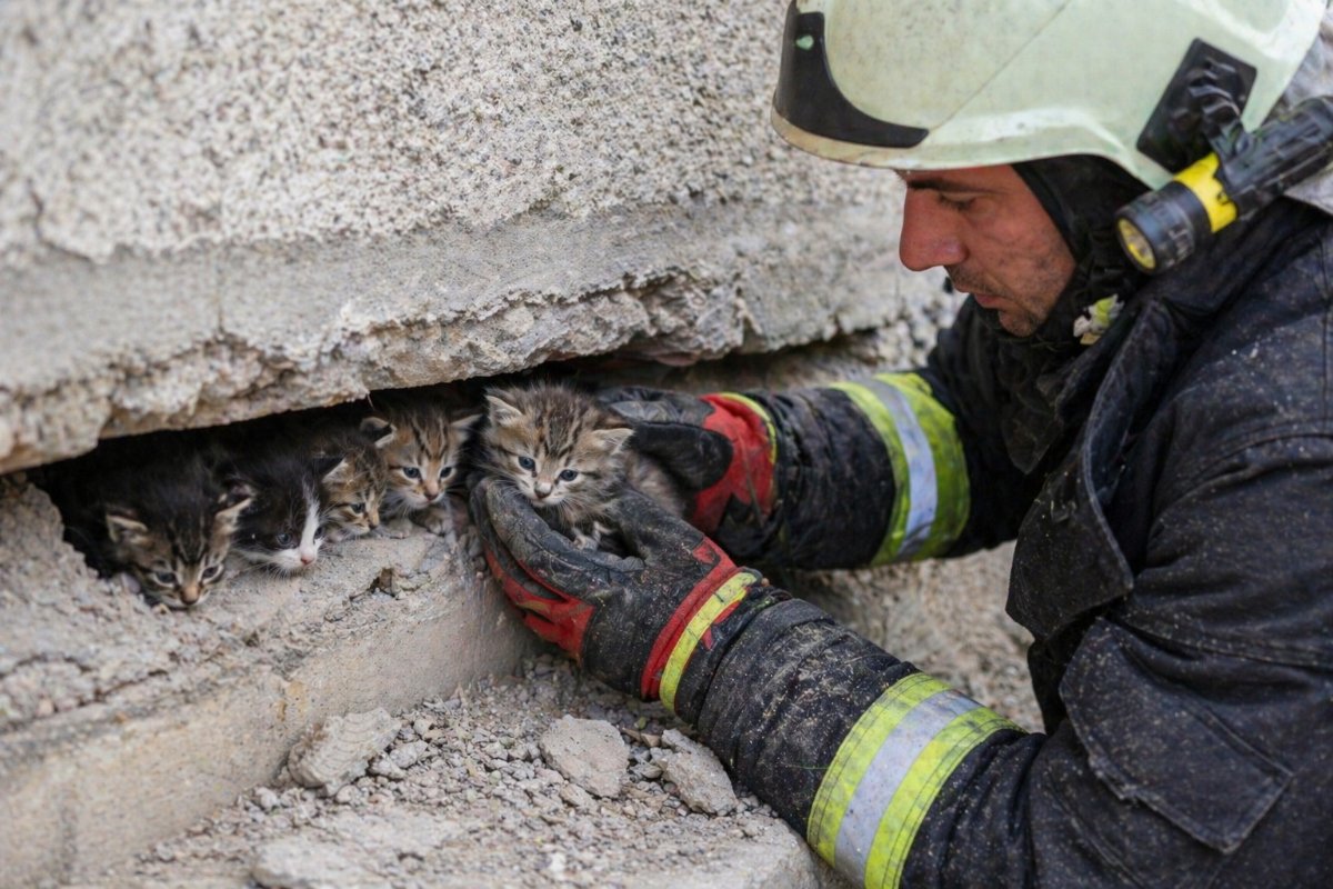 Hatay’da Boşluklarda Mahsur Kalan 5 Yavru Kedi İtfaiye Ekiplerince Kurtarıldı