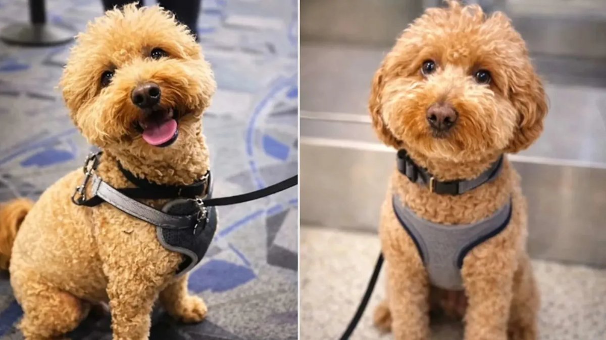 Havalimanında Terk Edilen Poodle “JetBlue” Yeni Ailesine Kavuştu