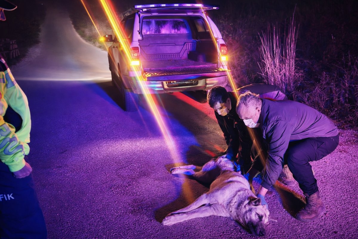 İhbar Üzerine Seferberlik: Bilecik’te Yaralı Köpek İçin Ekipler Harekete Geçti