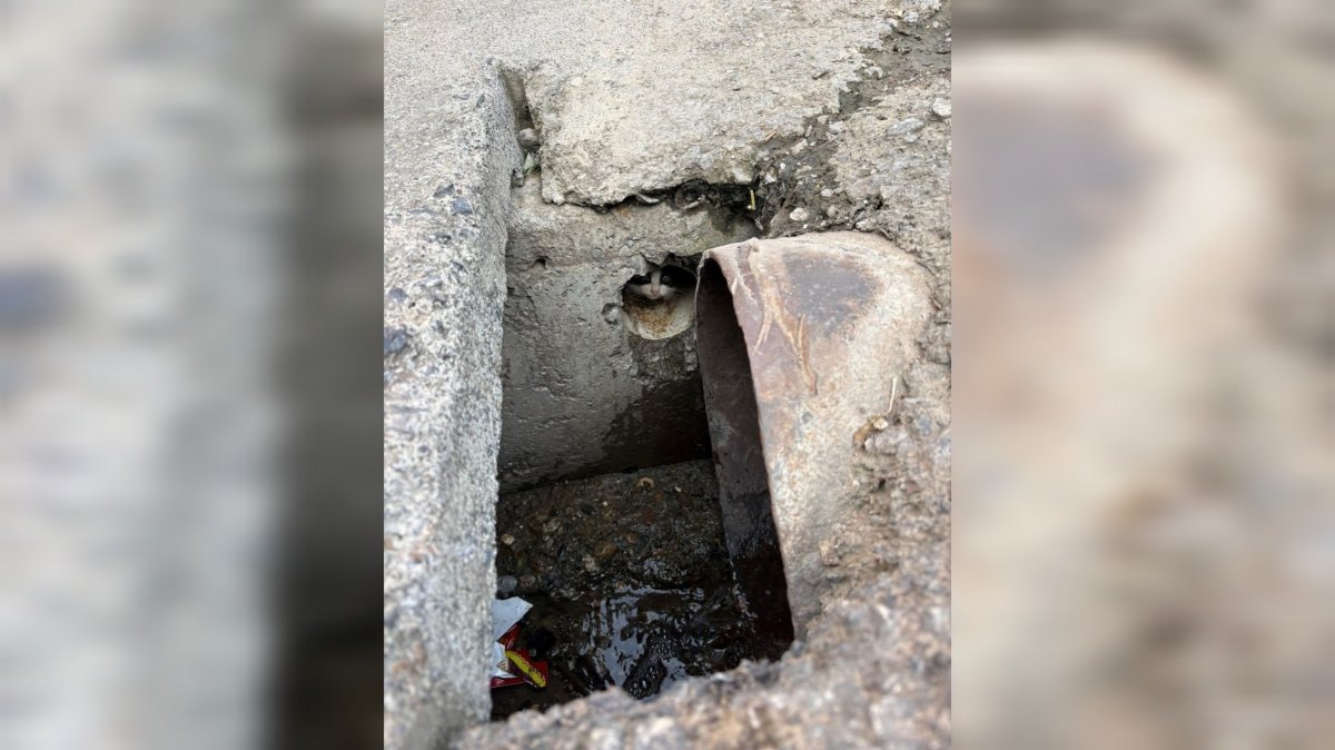 İskenderun’da Rögar Borusuna Düşen Yavru Kediler Kurtarıldı