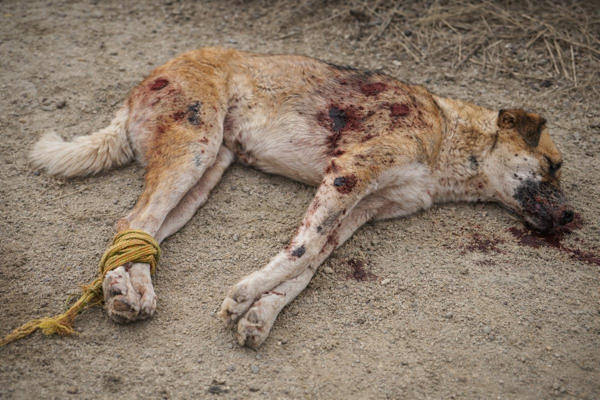 Isparta’da Ayakları Bağlı ve Vurulmuş Köpek Ölü Bulundu