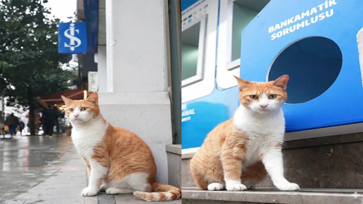 İstanbul Pangaltı’da Sokak Kedisi Banka Şubesinin Sembolü Oldu
