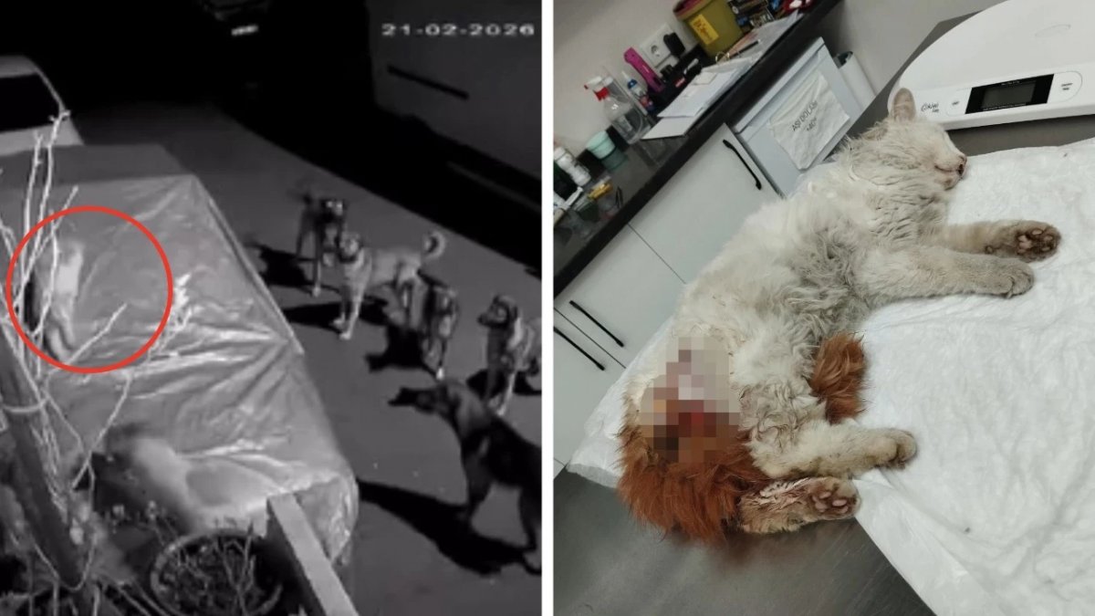 İstanbul’da Köpek Saldırısı: Yaralı Kedi Kurtarılamadı