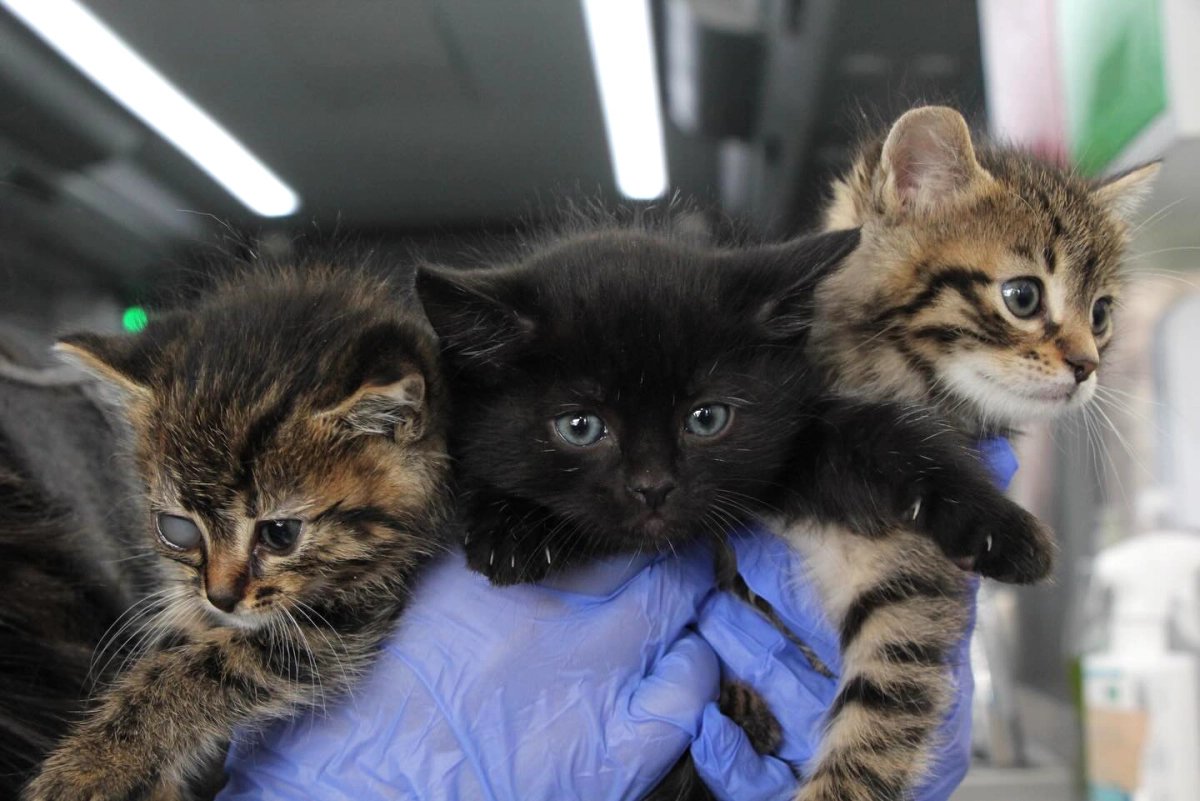 İstanbul’da Vetbüs Seferde: Ücretsiz Veteriner Hizmeti Mahallelere Ulaştı