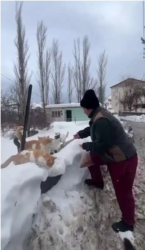 İstanbul’dan Diyarbakır’a 1400 Kilometrelik Vicdan Yolculuğu: Sokak Hayvanlarını Yalnız Bırakmıyor