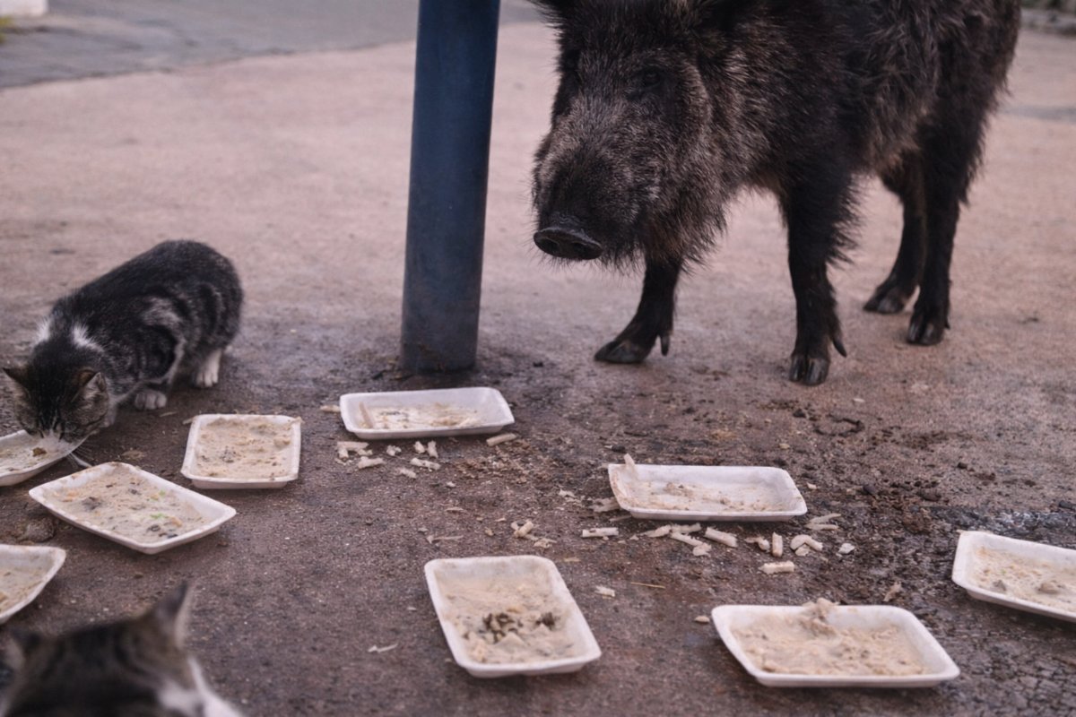 İzmir’de Şaşırtan Manzara: Yaban Domuzları ve Kediler Aynı Noktada Besleniyor