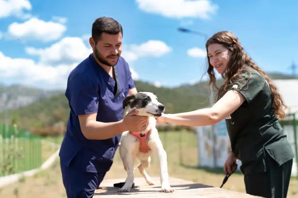 İzmir’de yüzlerce patili dost yuva bekliyor
