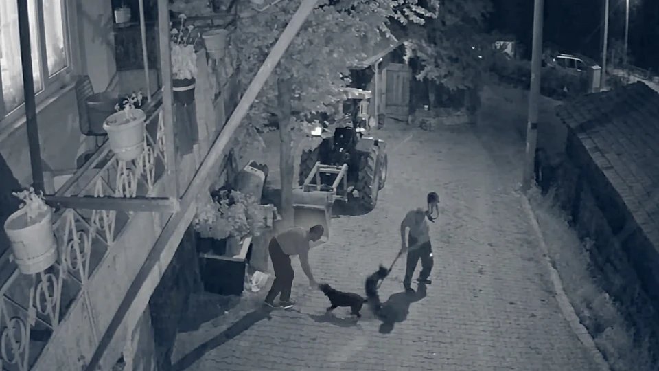İzmit’te köpeğe şiddet görüntüleri tepki çekti: Şüpheli tutuklandı