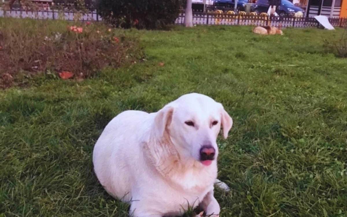 Kadıköy’de Toplanan 3 Köpeğin Akıbeti Belirsiz: Hayvanseverlerden Tepki