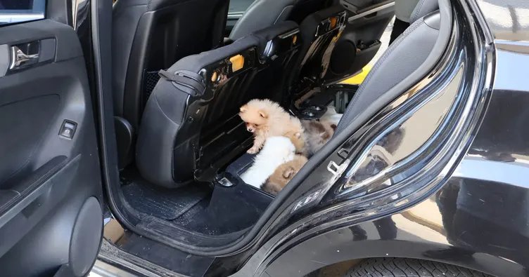 Kapıkule'de kaçak hayvan operasyonu: Gizlenen 5 yavru köpek kurtarıldı