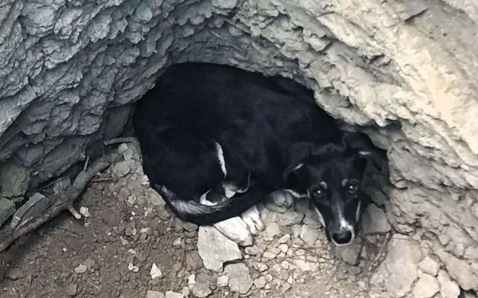 Karabük’te Ormanlık Alandaki Kuyuya Düşen Köpek İtfaiye Tarafından Kurtarıldı