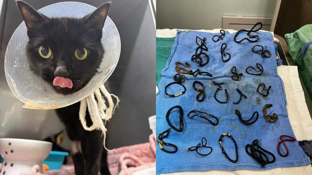 Kayıp Tokaların Sırrı Ameliyatta Çözüldü: Kedinin Midesinden 26 Parça Çıkarıldı