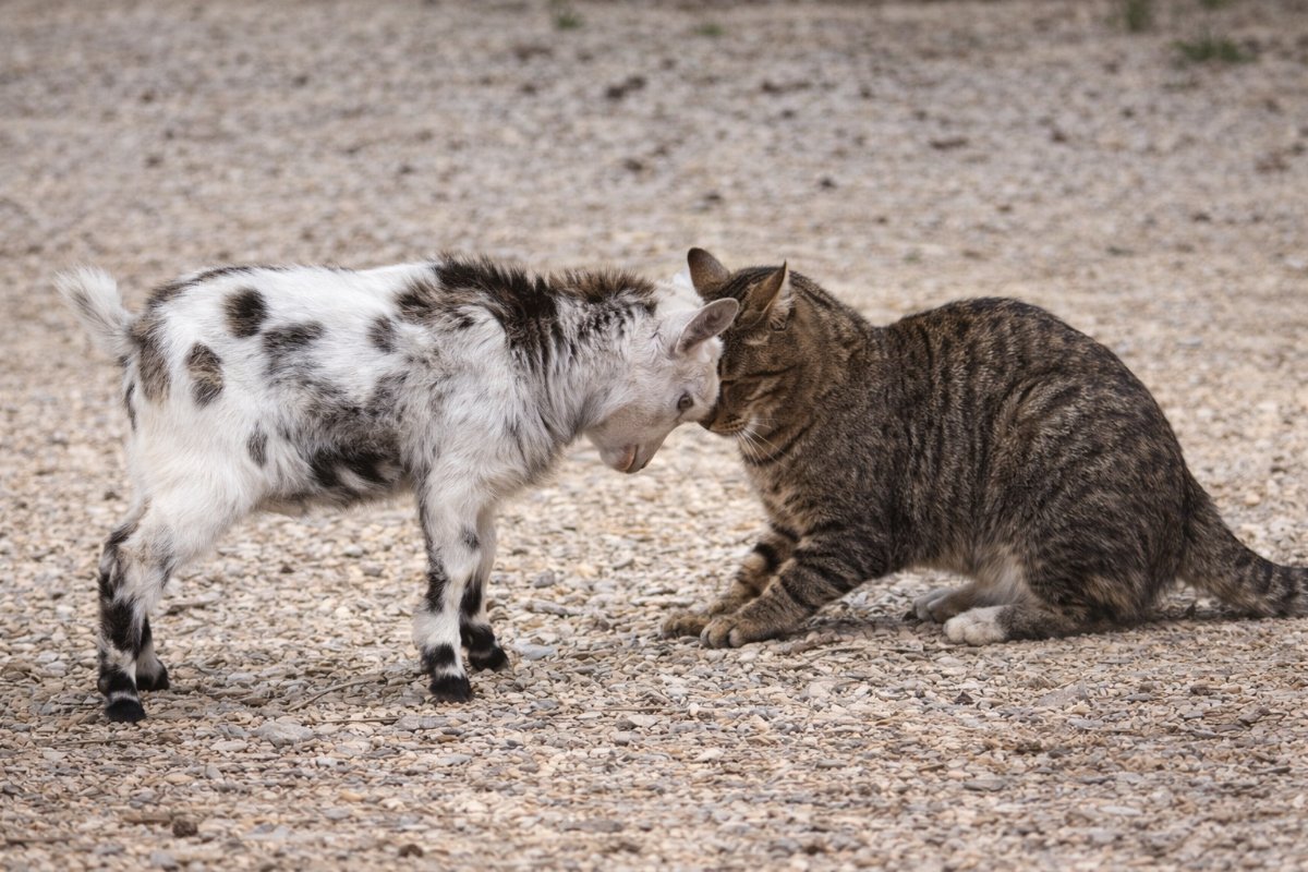 Keçinin İlginç Antrenmanı Kamerada: Boynuz Provasını Kediyle Yaptı