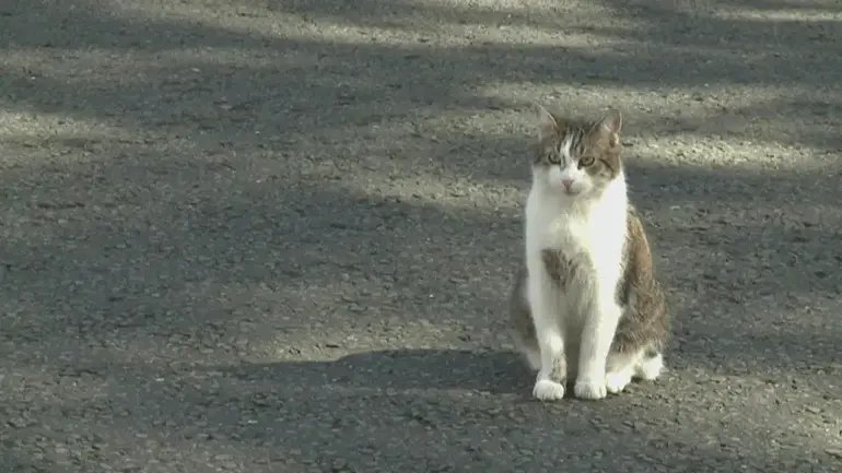 Kedi Larry 7'nci başbakanını bekliyor