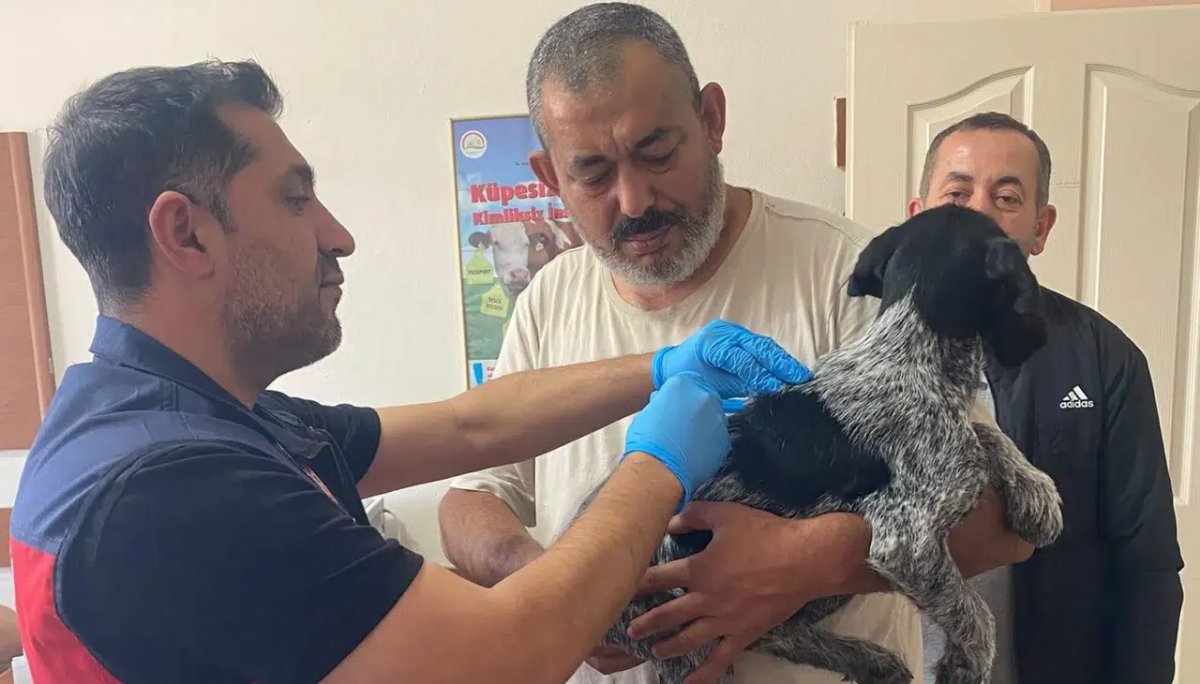 Kedi ve Köpek Sahiplerine Mikroçip ve Kuduz Aşısı Çağrısı