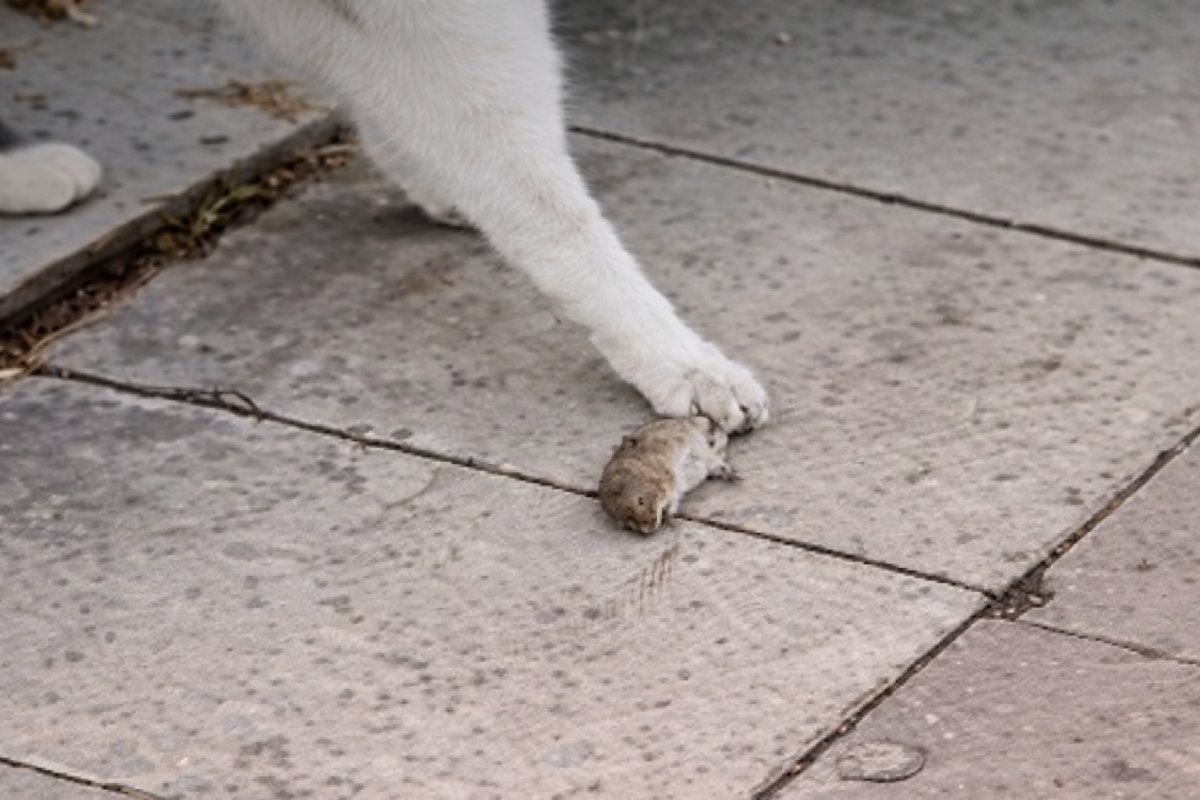 Kediden Kurtulmanın Yolu: Erzurum’da Fare “Ölü Taklidiyle” Hayatta Kaldı