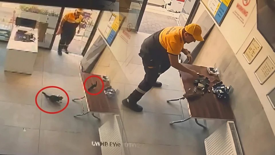 Kedinin saldırdığı kargayı istasyon görevlisi kurtardı