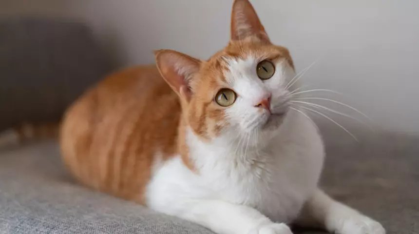 Kediniz Sesinize Değil Davranışınıza Tepki Veriyor: Araştırma İletişimin Şifresini Çözdü