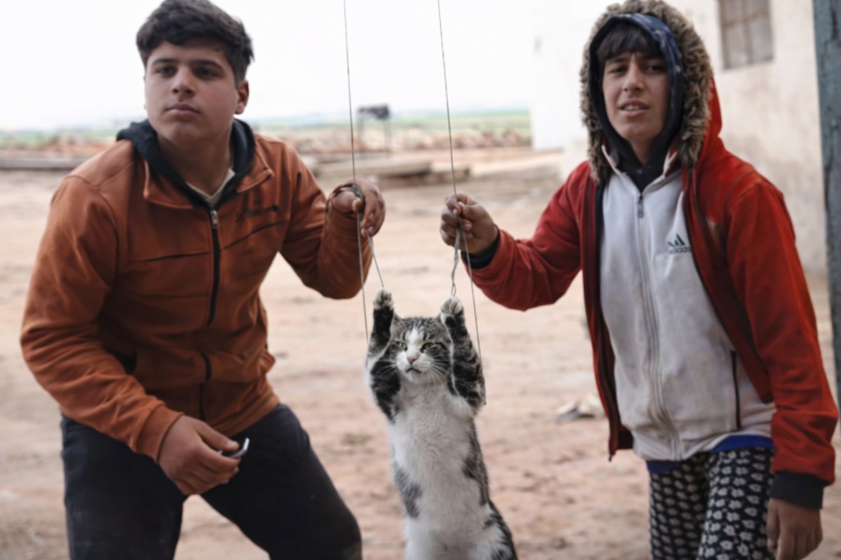 Kediye Eziyet Eden Çocuklar Tepki Çekti: Sosyal Medyada Büyük Öfke