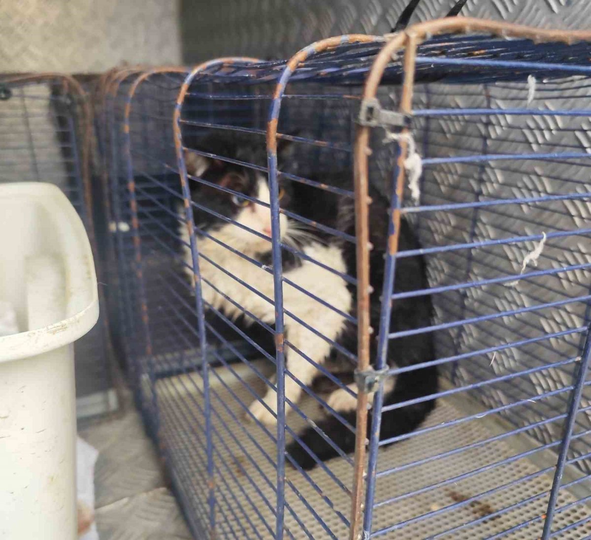 Kemer’de Ağva Deresi’nde Mahsur Kalan Kedi Ekiplerin Müdahalesiyle Hayata Döndü