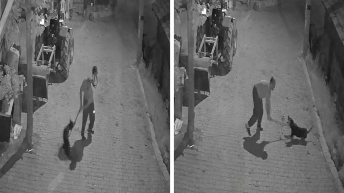 Kocaeli’de köpeğe şiddet iddiası: Görüntüler sonrası soruşturma başlatıldı