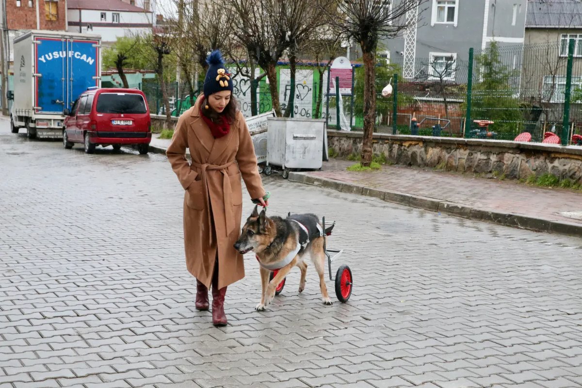 Kocaeli’de Umut Veren Hikâye: Yürüme Yetisini Kaybeden Köpek Özel Aparatla Yeniden Ayağa Kalktı