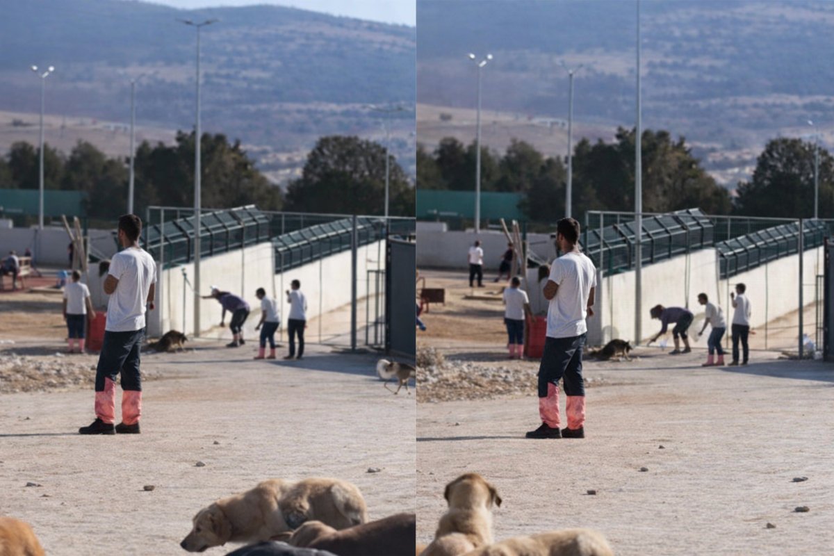Konya’daki Barınak Skandalında 2 Gözaltı: Şube Müdürü Açığa Alındı