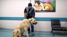 Konya’daki Hayvan Hastanesi 2025’te 21 Bin Hayvana Şifa Oldu