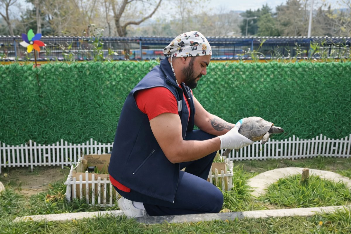 Kuşadası’nda Yaralı Kaplumbağalara Yeni Yuvalar: Özel Yaşam Alanı Oluşturuldu