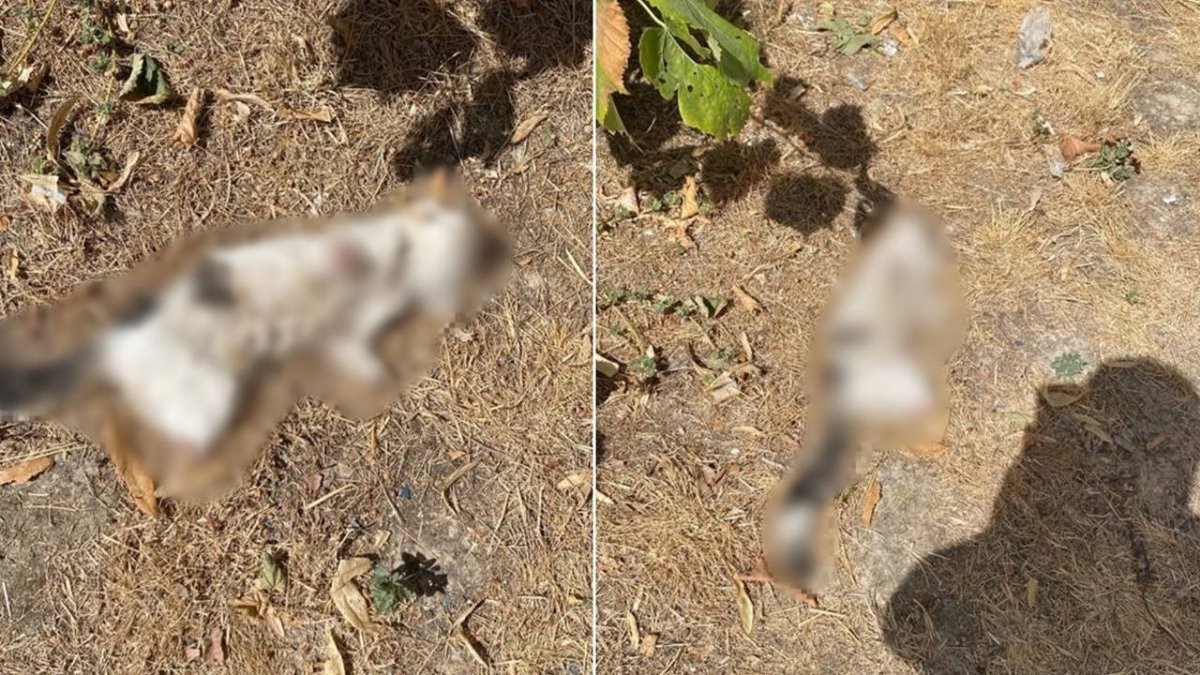 Kütahya’da Bacakları Kesilmiş Kedi Ölü Bulundu: Polis Kamera Kayıtlarını İnceliyor